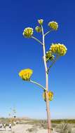 Agave margaritae Brandegee resmi