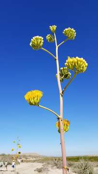 Image of Agave margaritae Brandegee