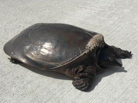 Image of Florida Softshell Turtle