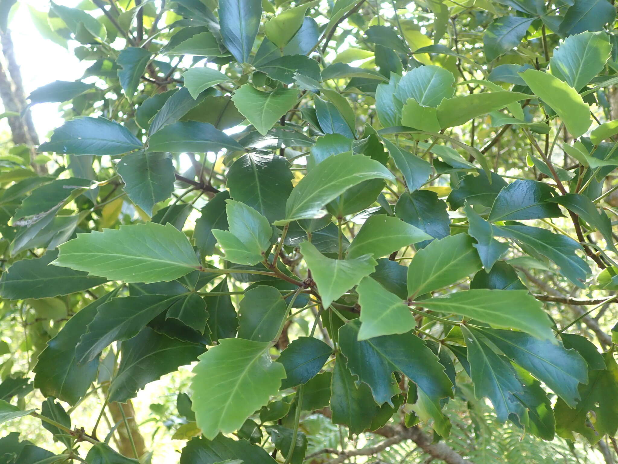 Image of Pseudopanax gilliesii Kirk