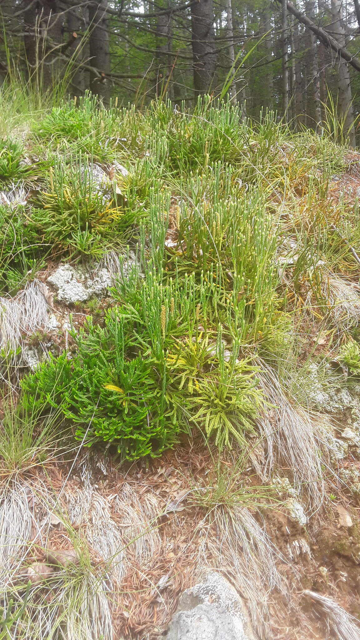 Image of clubmoss