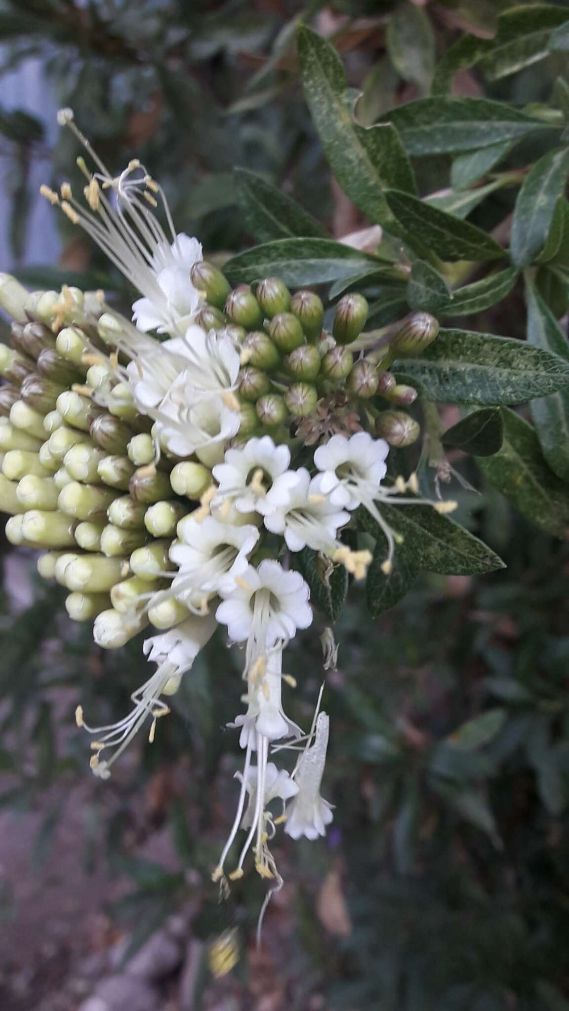 Plancia ëd Cantua flexuosa (Ruiz & Pav.) Persoon