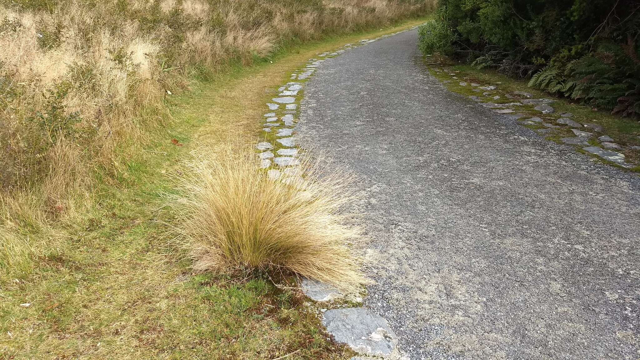 Image of silver tussock