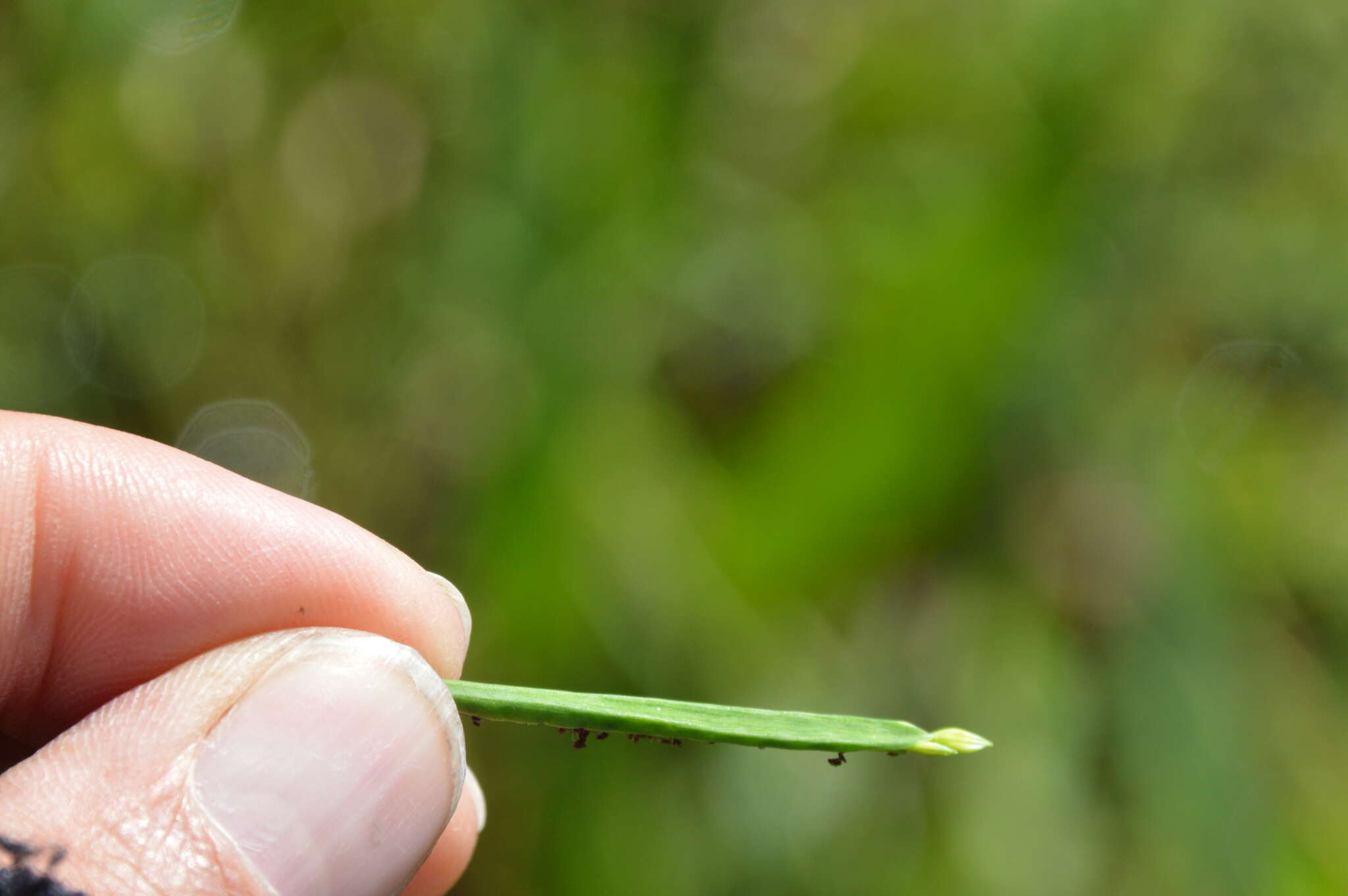 Image de Paspalum acuminatum Raddi