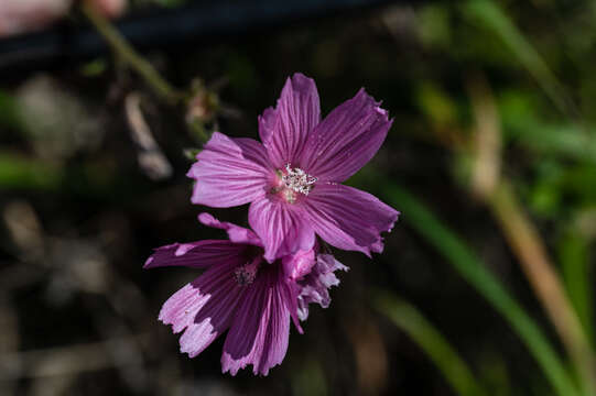 Imagem de Sidalcea malviflora subsp. malviflora