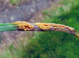 Puccinia hysterium Röhl. 1813的圖片