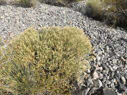 Image of shinyleaf sandpaper plant