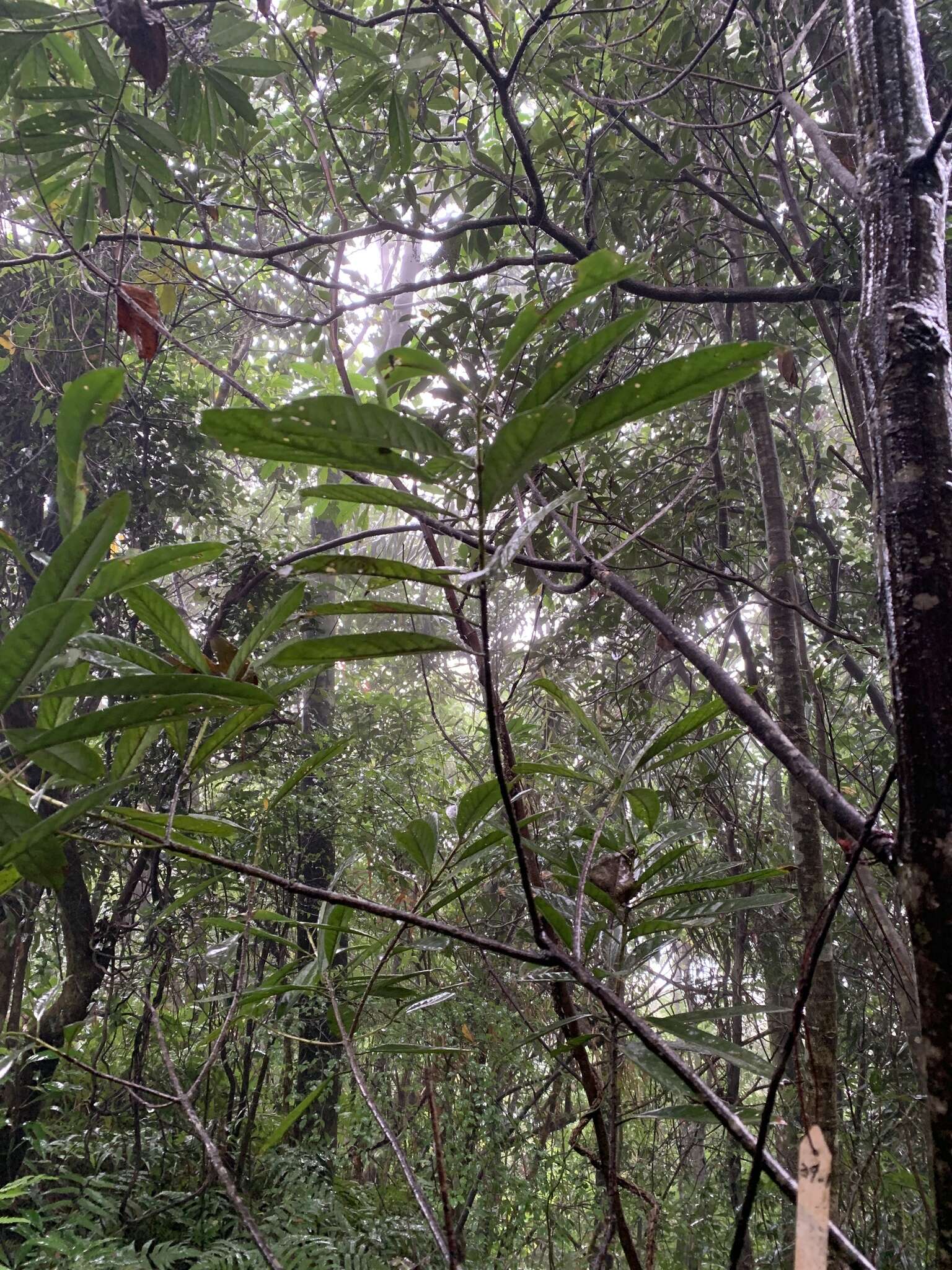 Image of Symplocos glauca (Thunb. ex Murray) Koidz.