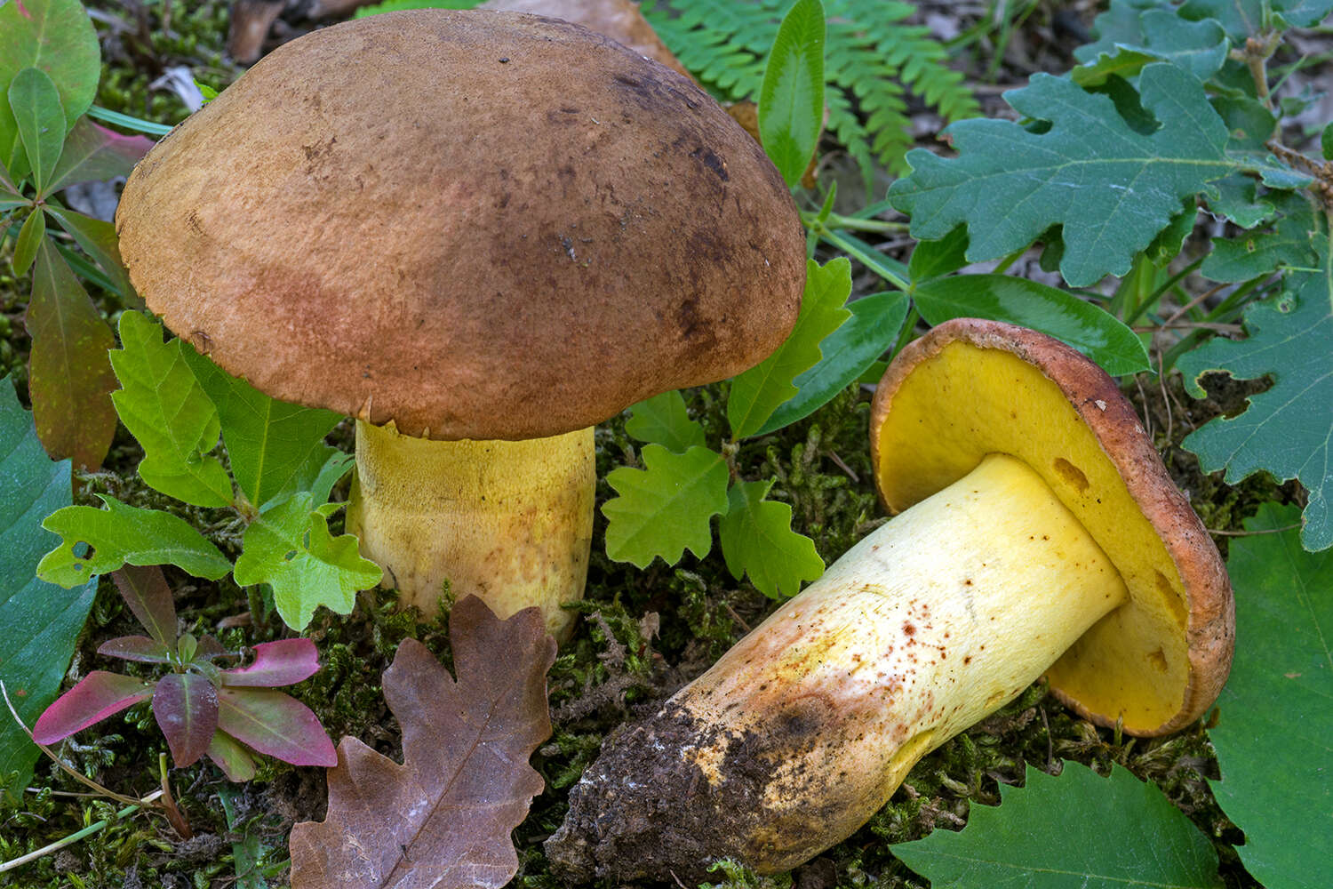 Image of butter bolete