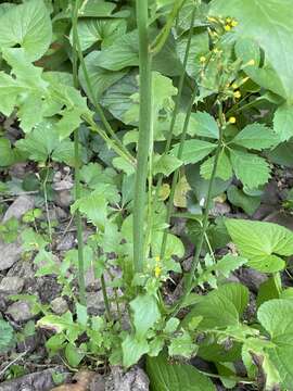 Image of tall false hawksbeard