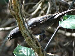 Image of Bronzed Cowbird
