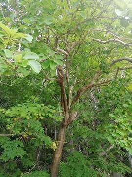 Image of Jatropha sympetala S. F. Blake & Standl.