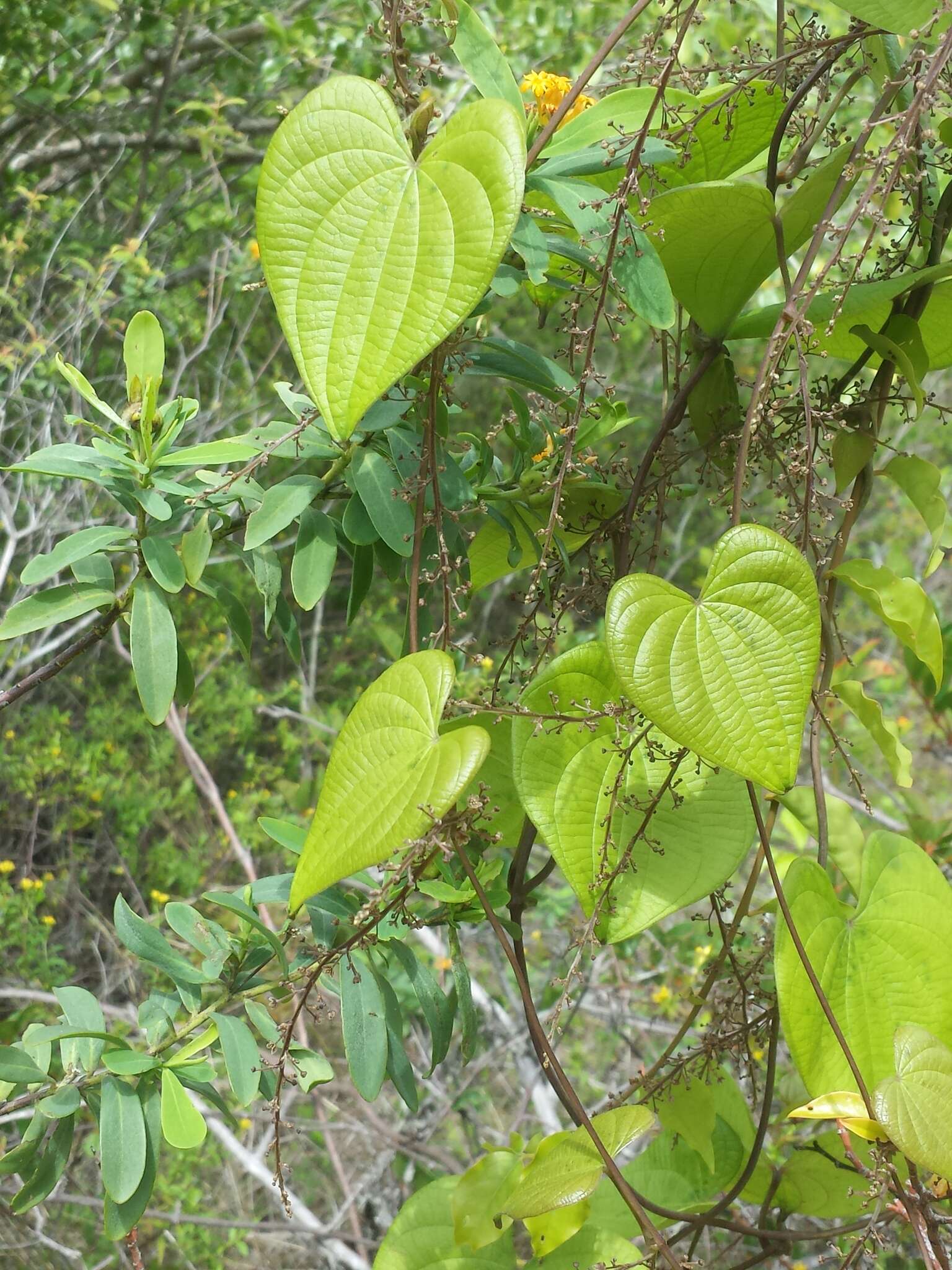 Sivun Dioscorea sambiranensis subsp. bardotiae Wilkin kuva