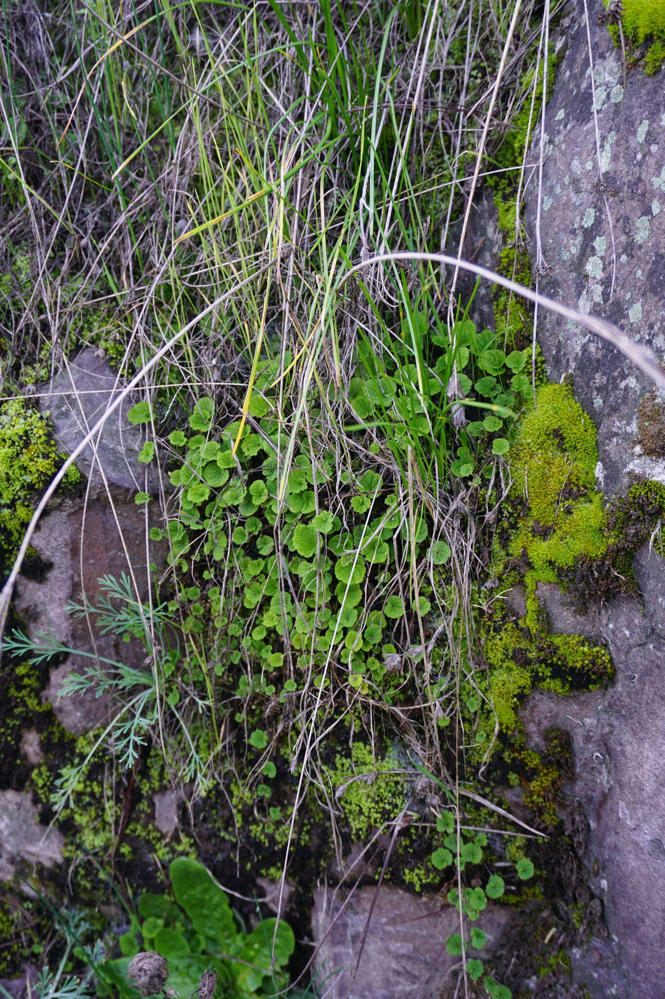 صورة Dioscorea humilis Bertero ex Colla