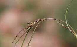 Ceropegia chlorantha (Schltr.) Bruyns的圖片