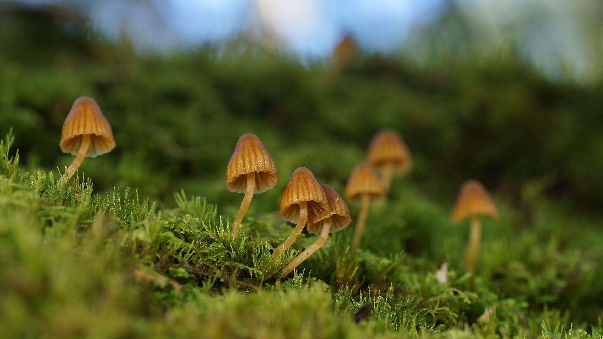 Image of Galerina hypnorum (Schrank) Kühner 1935