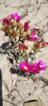 Image of Lampranthus stenopetalus (L. Bol.) N. E. Br.