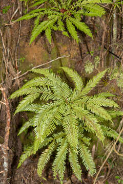 Image of Sticherus flabellatus var. flabellatus