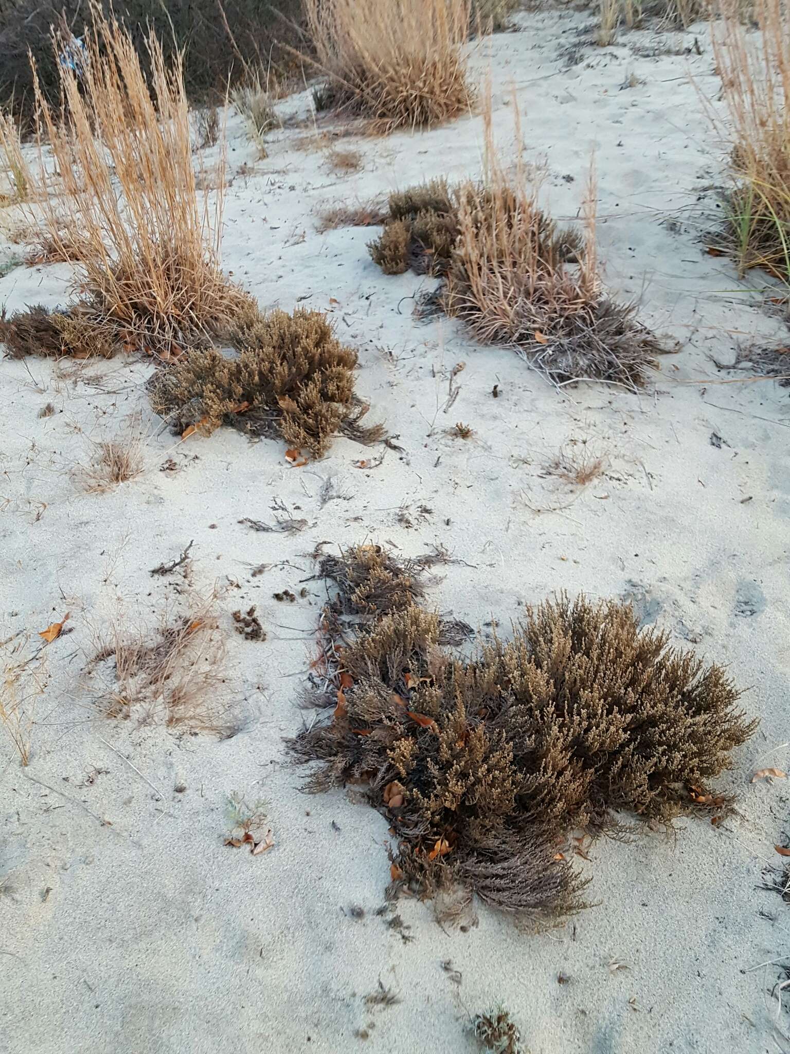 Image of woolly beachheather