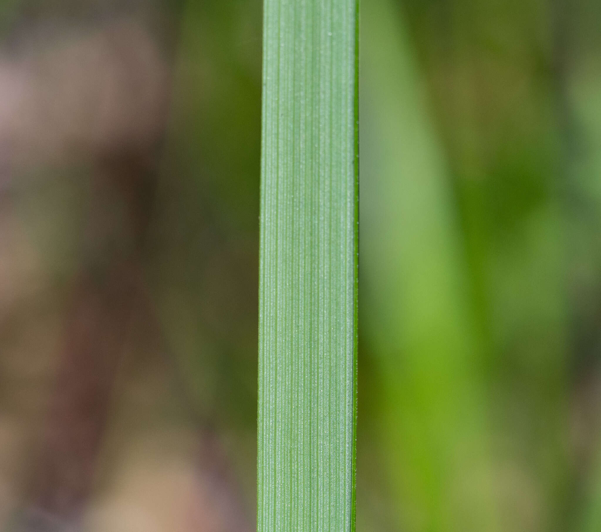 Plancia ëd Anisopogon