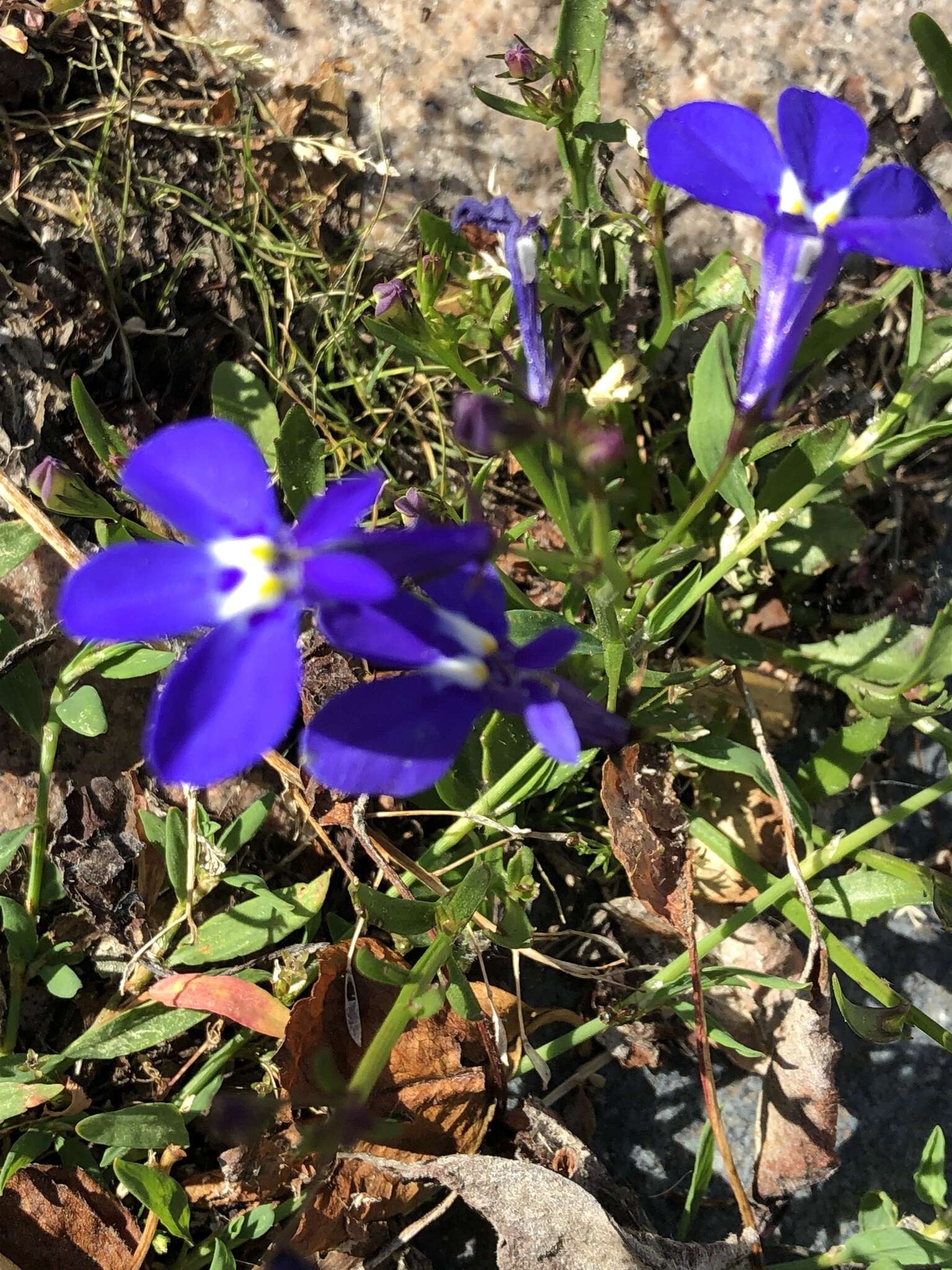 Image of edging lobelia