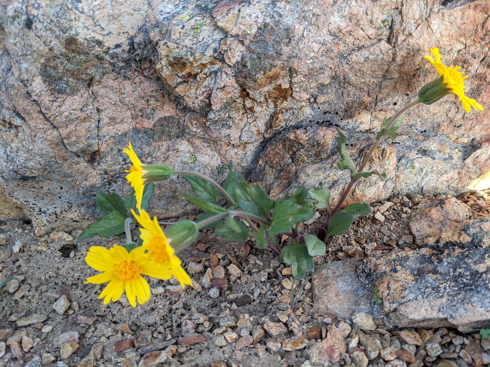 Image of serpentine arnica