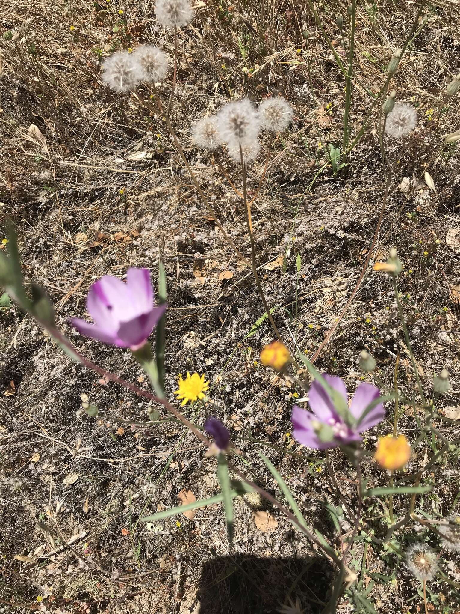 Image of winecup clarkia