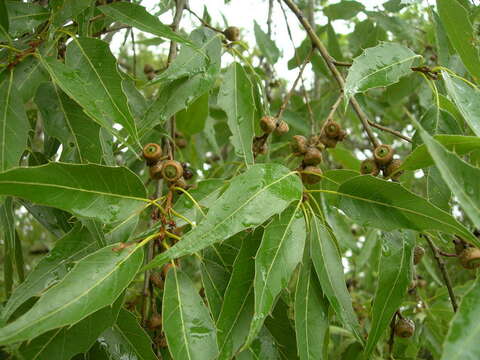 Image de Quercus acutifolia Née