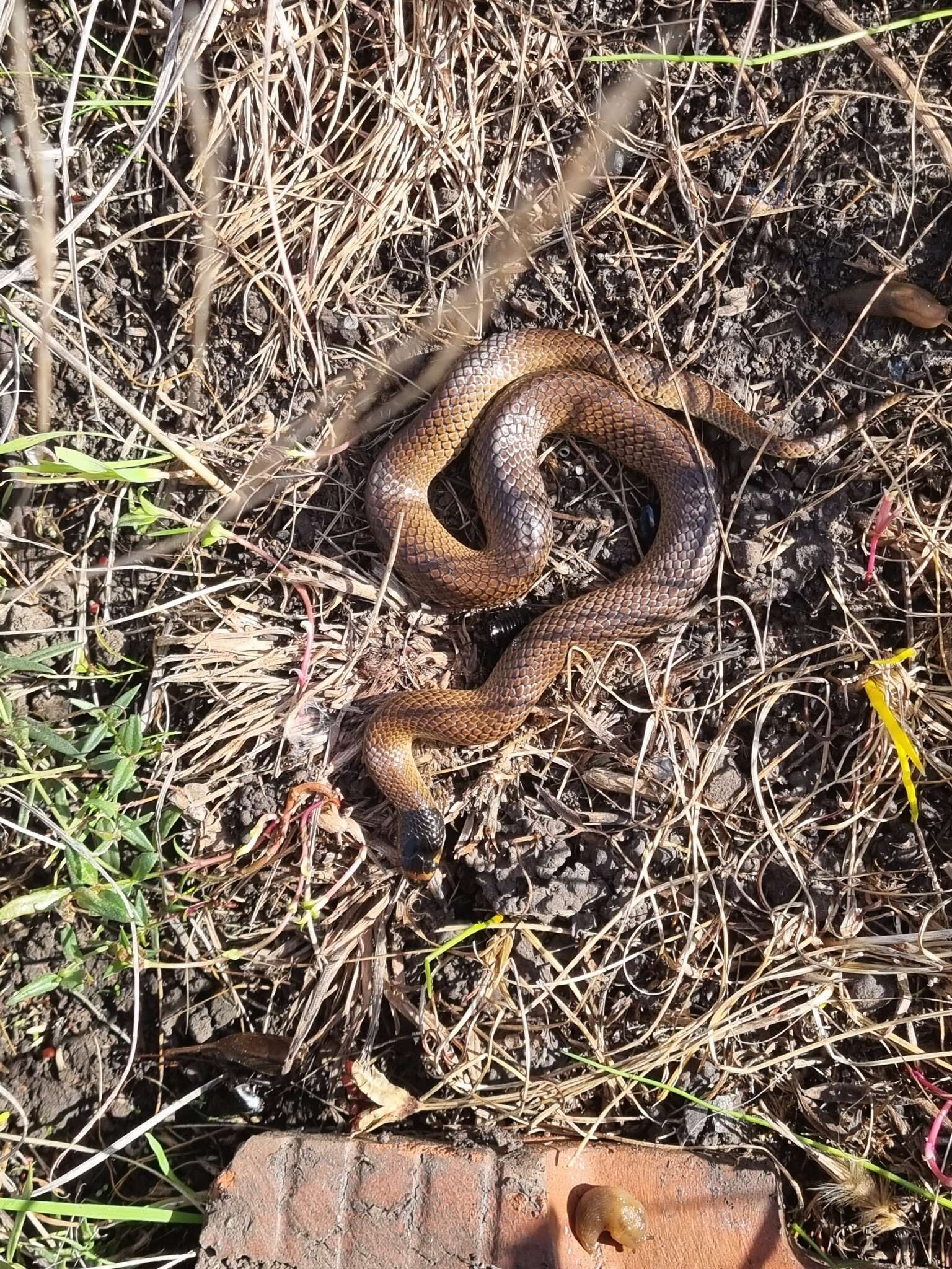 Image of Little Whip Snake