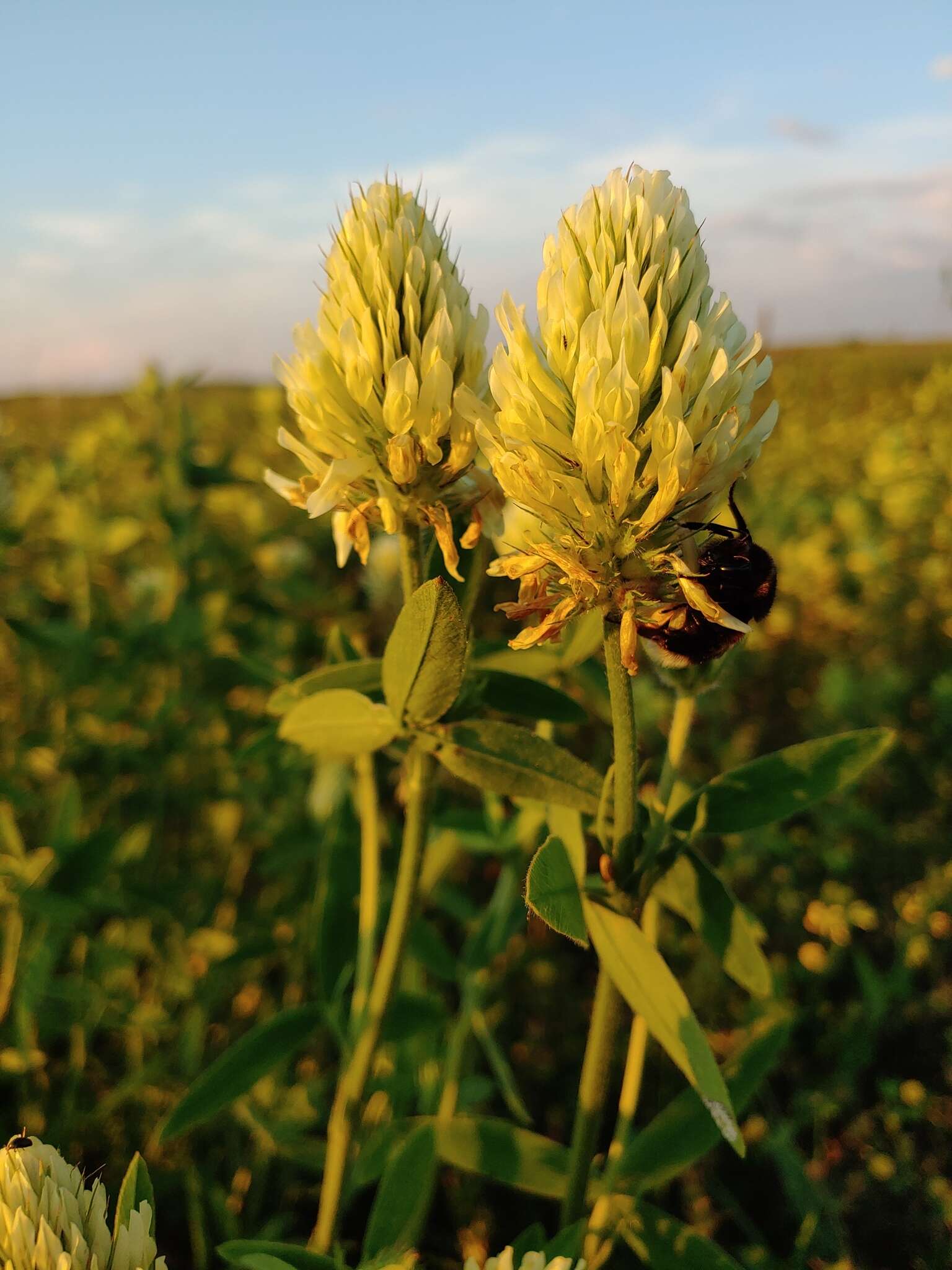 Image of Hungarian clover