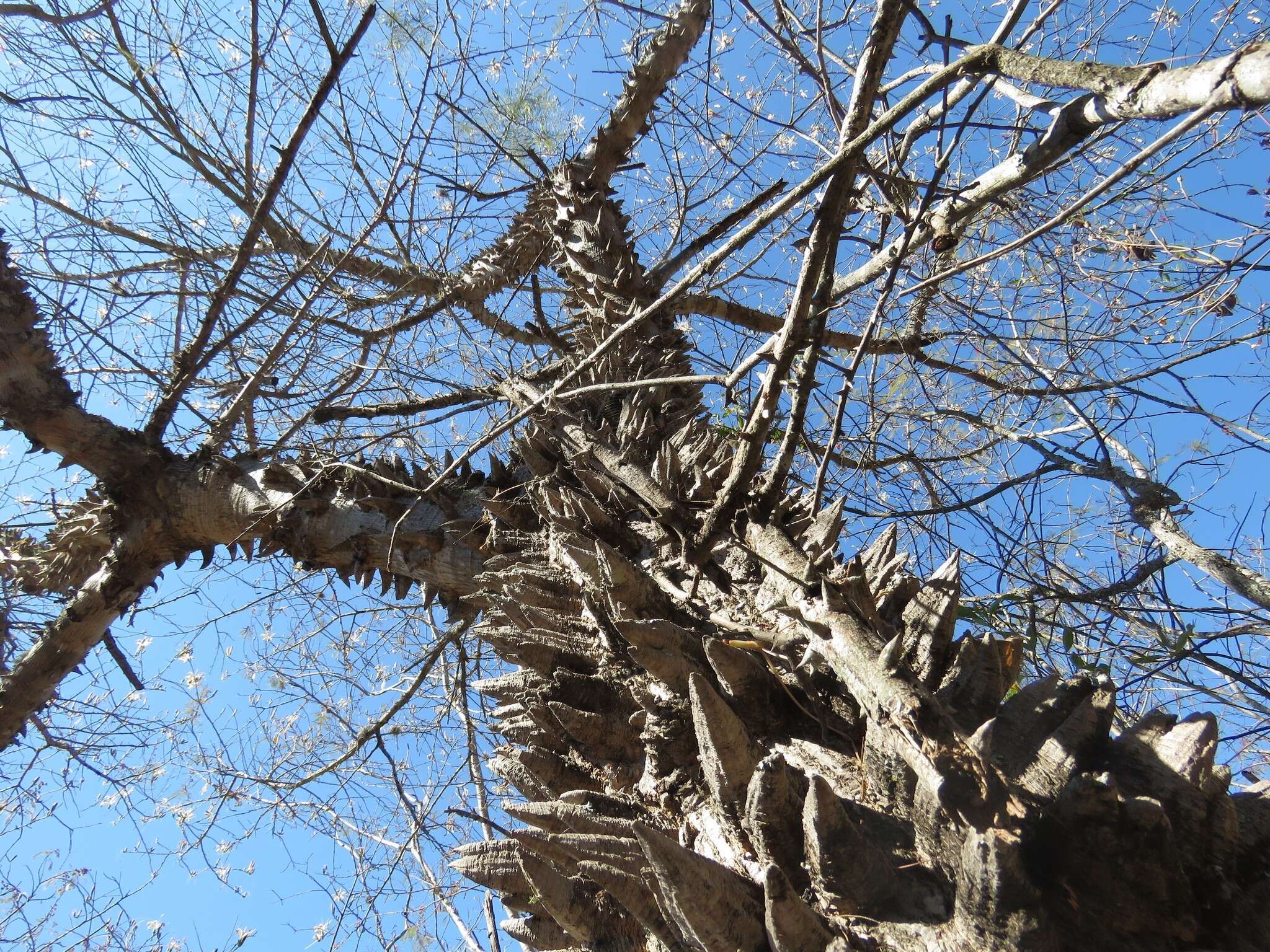 Image of Ceiba aesculifolia subsp. parvifolia (Rose) P. E. Gibbs & Semir