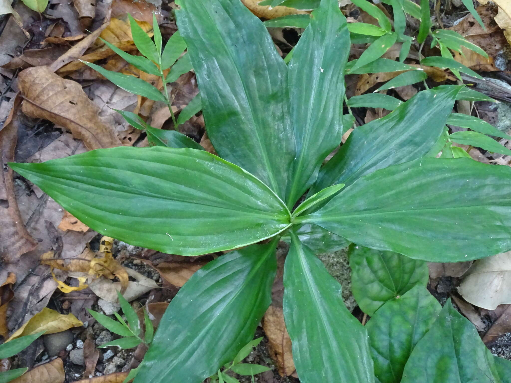 Image of Pollia secundiflora (Blume) Bakh. fil.