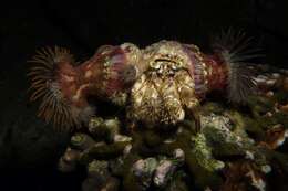 Image of pale anemone hermit crab