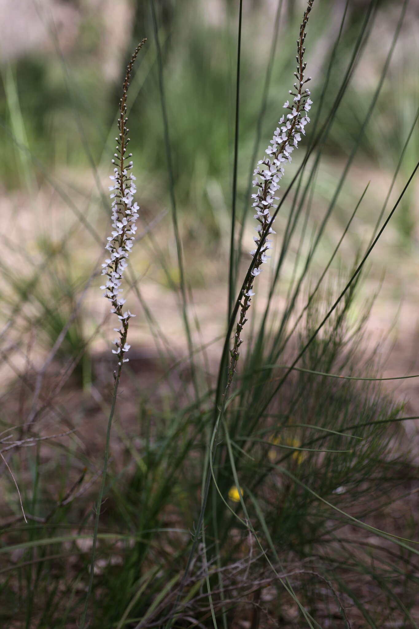 Image de Stylidium diversifolium R. Br.