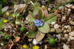 Plancia ëd Myosotis incrassata Guss.