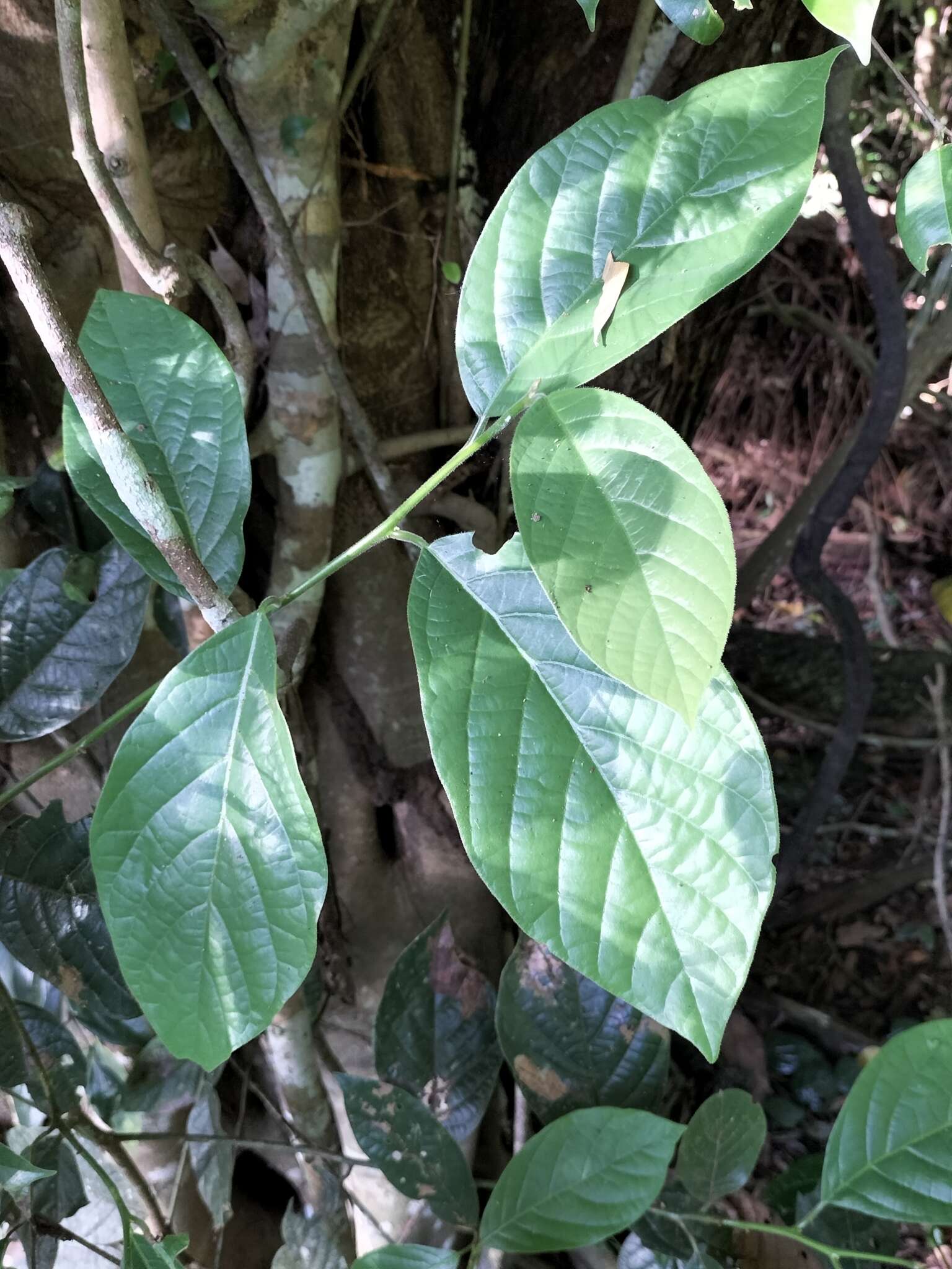 Image of Litsea leefeana (F. Müll.) Merr.