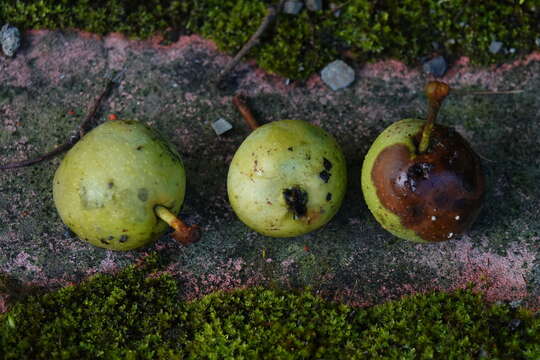 Plancia ëd Docyniopsis doumeri (Bois)