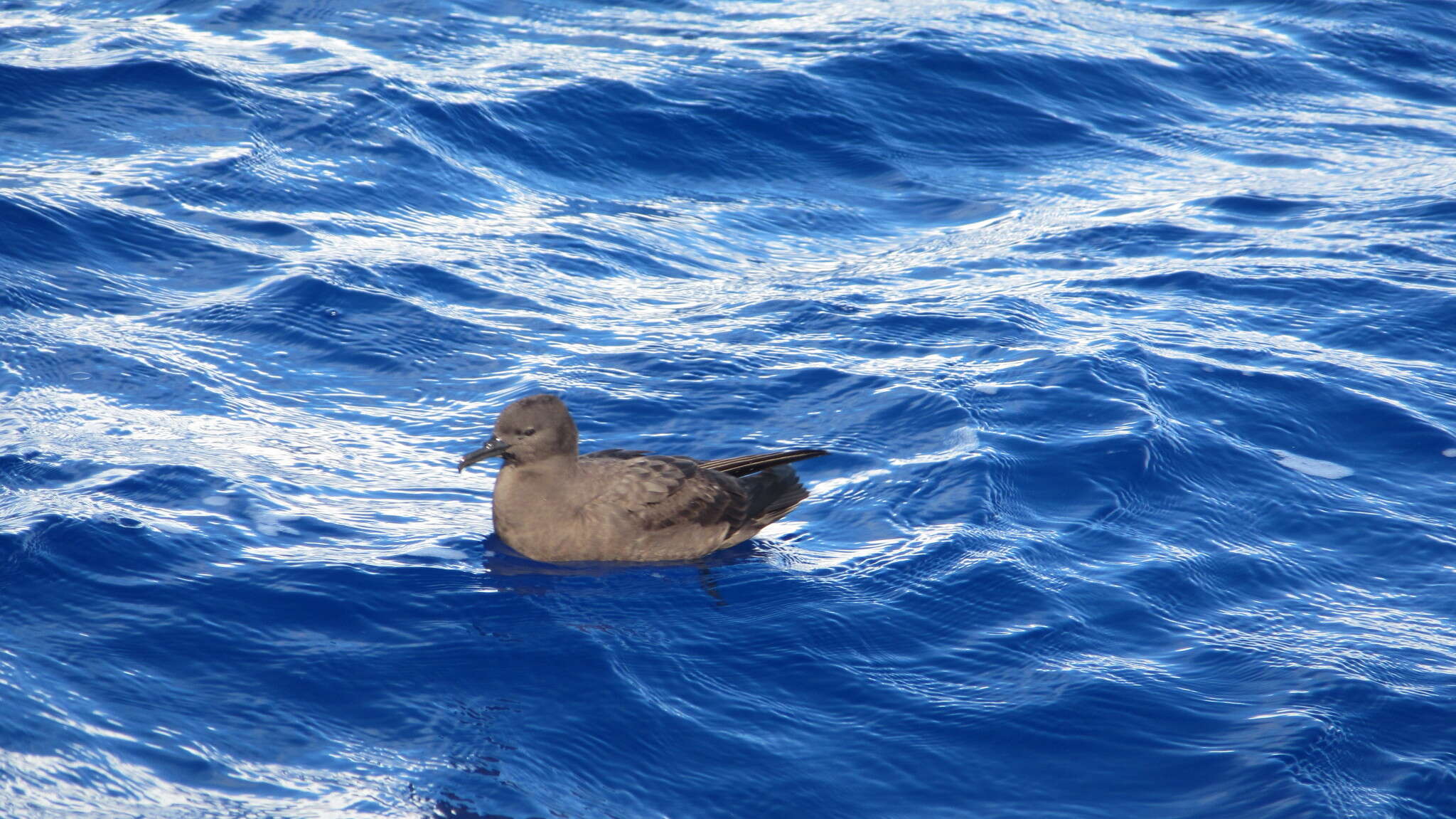 Image of Christmas Shearwater