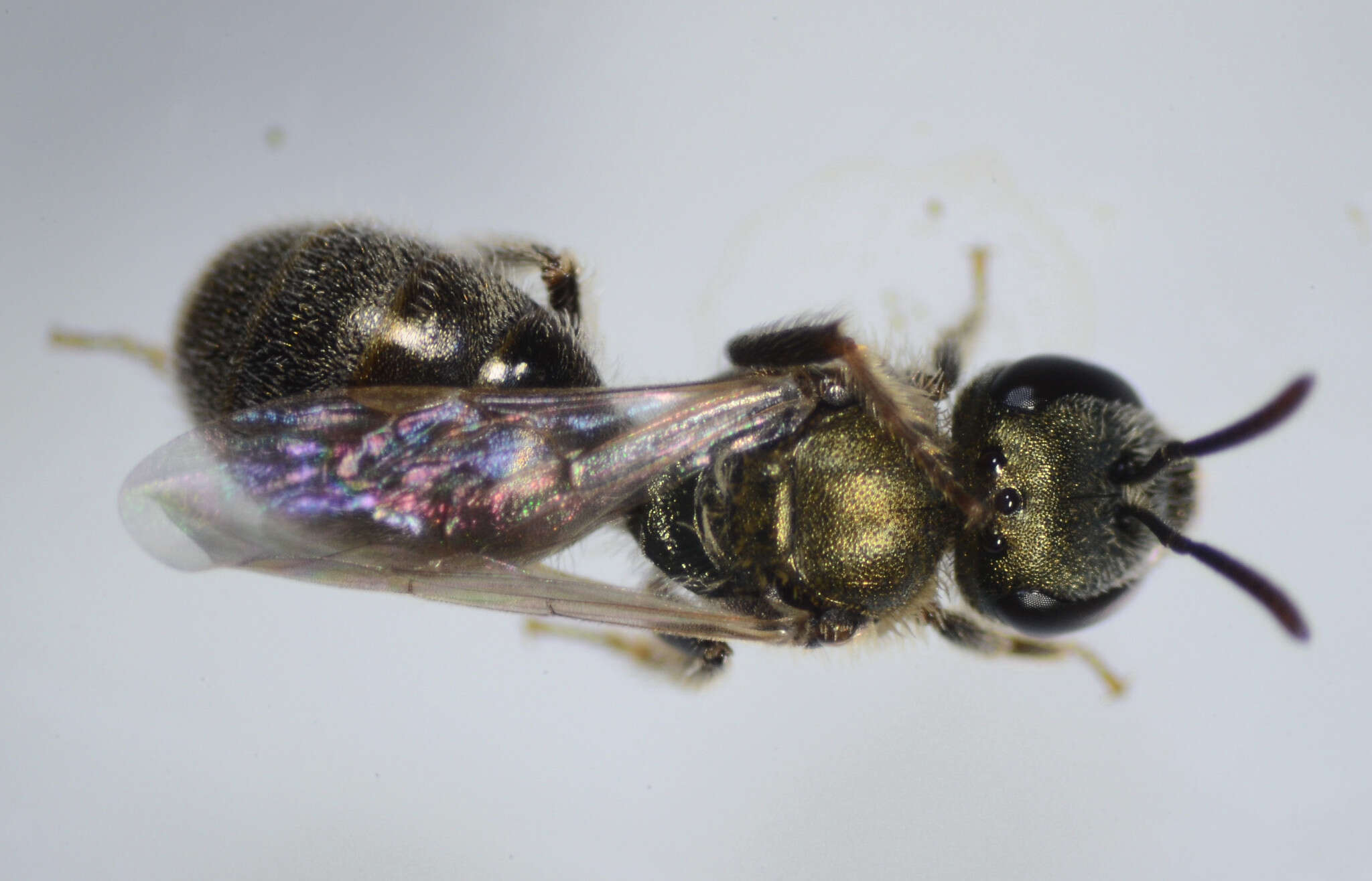 Lasioglossum incompletum (Crawford 1907)的圖片