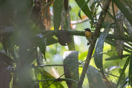 Image of Rufous-chested Flycatcher