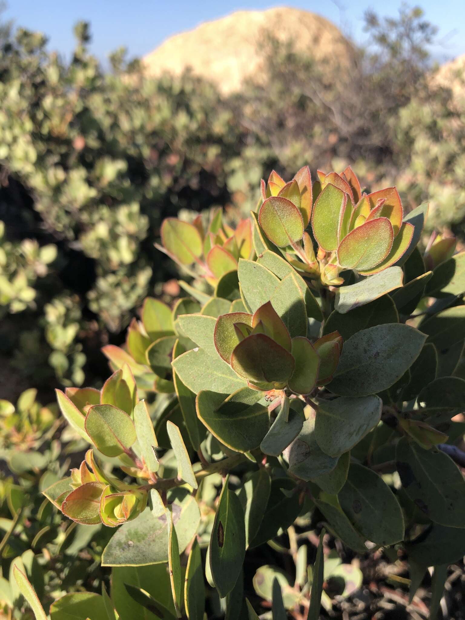 Слика од Arctostaphylos rainbowensis J. E. Keeley & A. Massihi