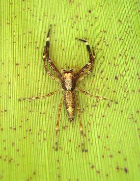 Image of Bronze Hopper