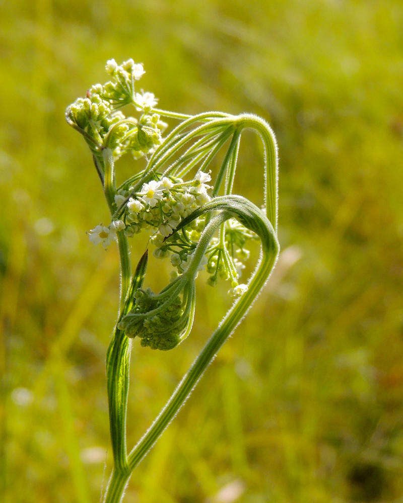 Pimpinella caffra (Eckl. & Zeyh.) D. Dietr. resmi