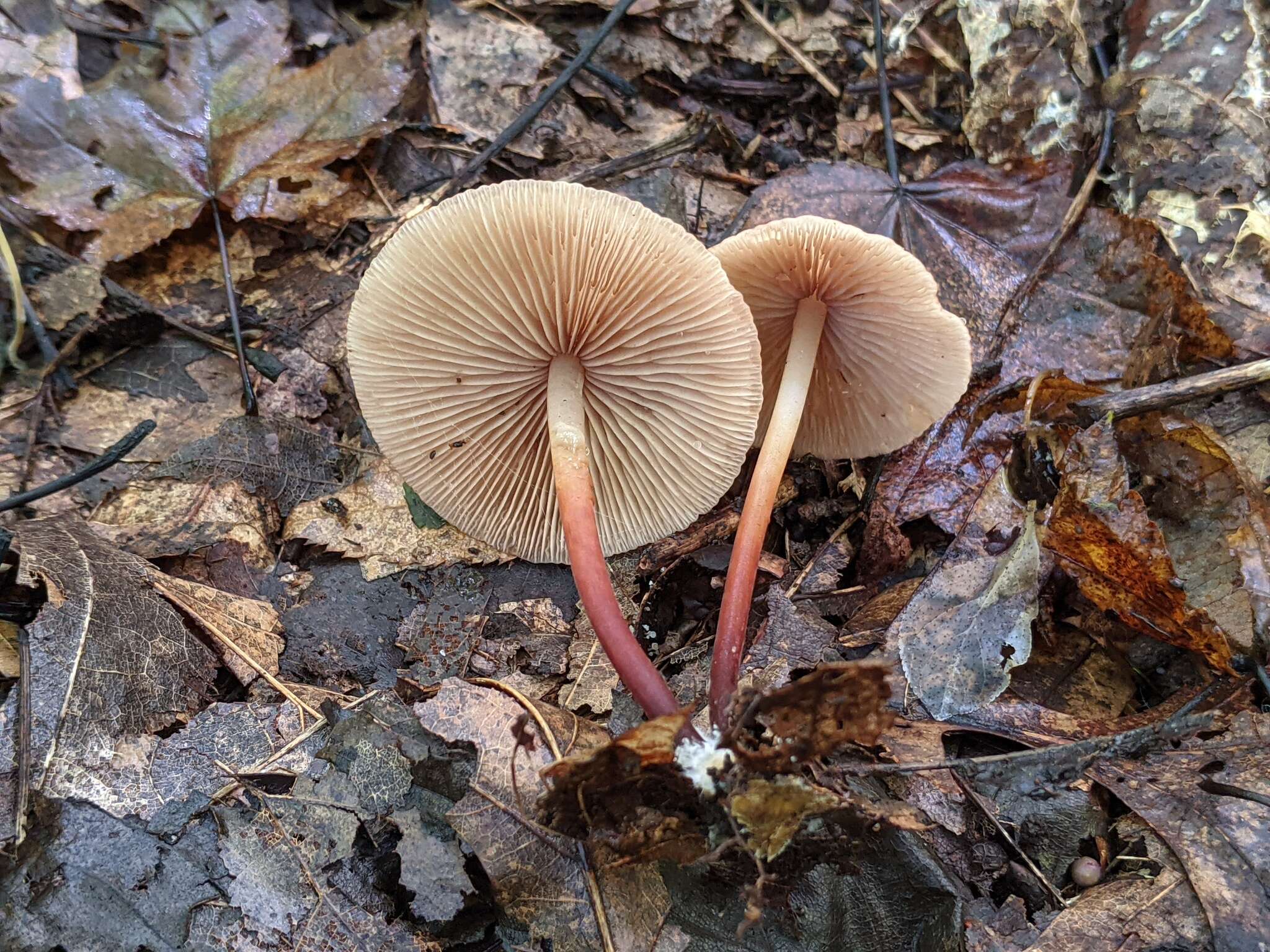 Image of Gymnopus lachnophyllus (Berk.) Murrill 1916