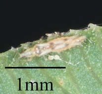 Image of Common thrip