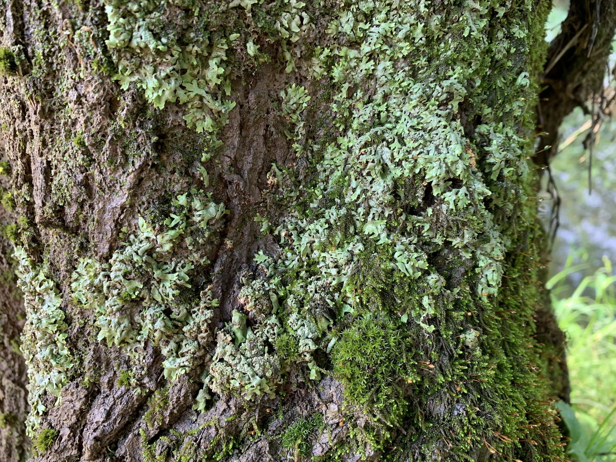 Image of wreath lichen