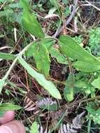 Image of Florida Sunflower