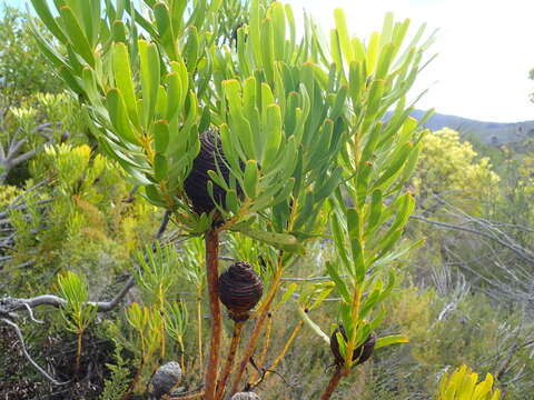 Image of Leucadendron platyspermum R. Br.