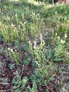 Image of Labrador Indian paintbrush