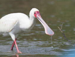 Image of African Spoonbill